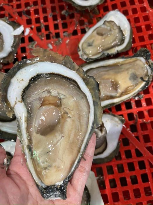 Khoảnh khắc ẩm thực tại Vựa hải sản Nam Dương - Ảnh 3