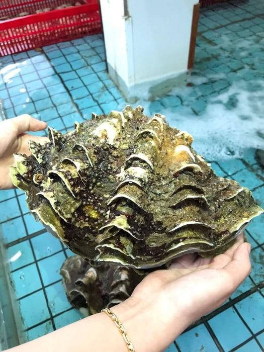 Khoảnh khắc đặc biệt tại Thủy hải sản Nhà Tôi - Ảnh 3