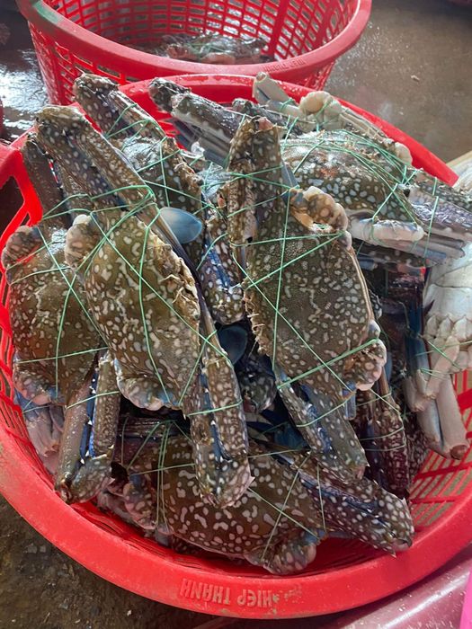 Bộ sưu tập hải sản tươi sống tại Vựa Hoa Hồng - Ảnh 3