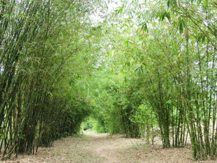 Hình ảnh minh họa sinh động (Nguồn: Internet)
