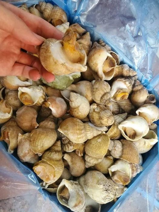 Hình ảnh hải sản tươi sống tại Hồng Hoa Tây Ninh