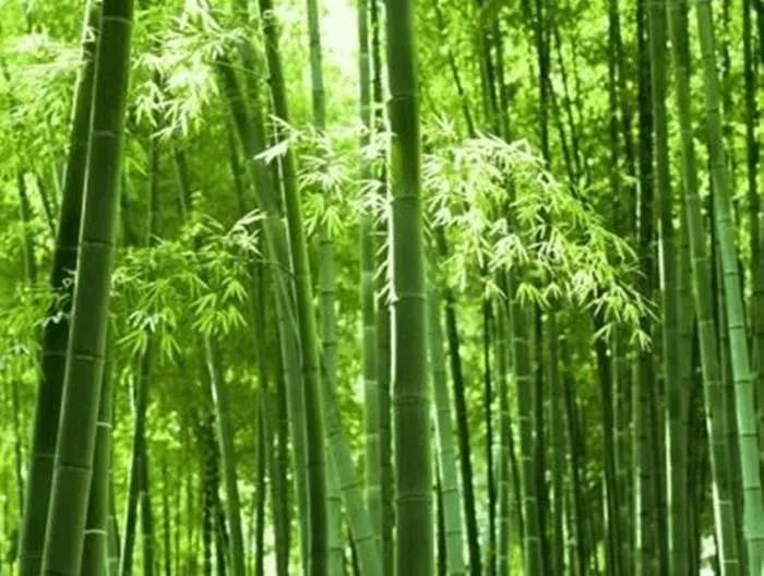 Hình ảnh minh họa sinh động (Nguồn: Internet)
