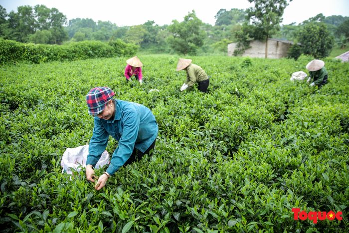 Hình ảnh minh họa: Nghĩa trang liệt sĩ