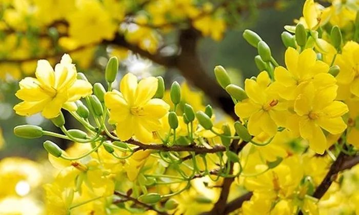Bức tranh xuân rực rỡ qua góc nhìn nhiếp ảnh (Nguồn: Tổng hợp)