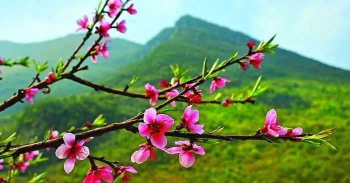 Hình ảnh minh họa xuân rộn ràng (Nguồn: Internet) - Ảnh 1