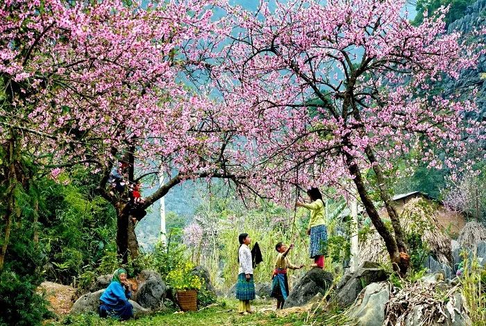 Bức họa xuân sống động qua nét vẽ tinh tế (Nguồn: Sưu tầm)
