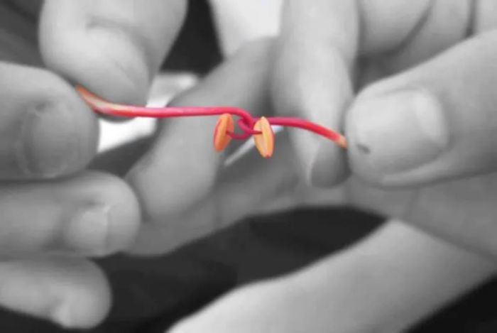 Dưới tán phượng rợp bóng, chúng em quây quần bên nhau chơi trò chọi gà ảnh 1