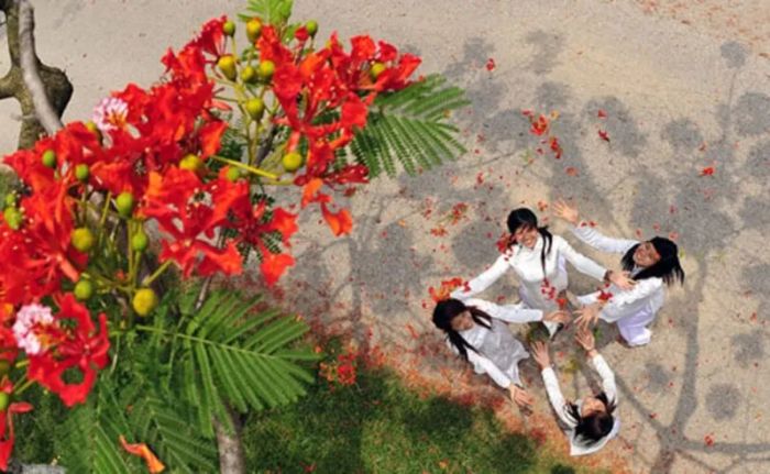 Phượng và học trò chúng tôi cùng chào đón mùa hè rực rỡ ảnh 1