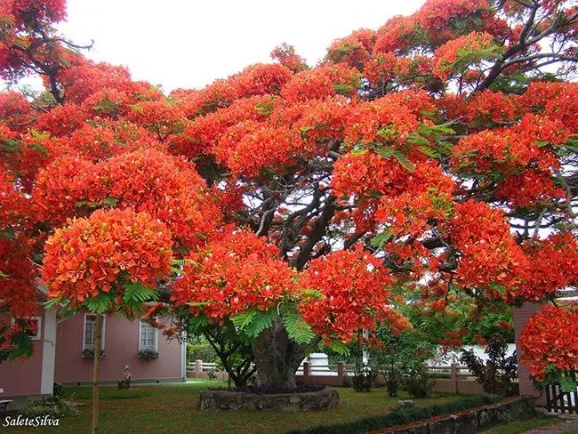 Từ xa, cây phượng như khoác lên mình chiếc áo choàng đỏ thẫm kiêu sa ảnh 1