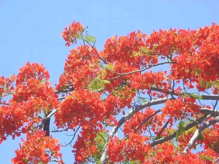 Hoa phượng rực lửa thắp sáng cả góc sân trường ảnh 1
