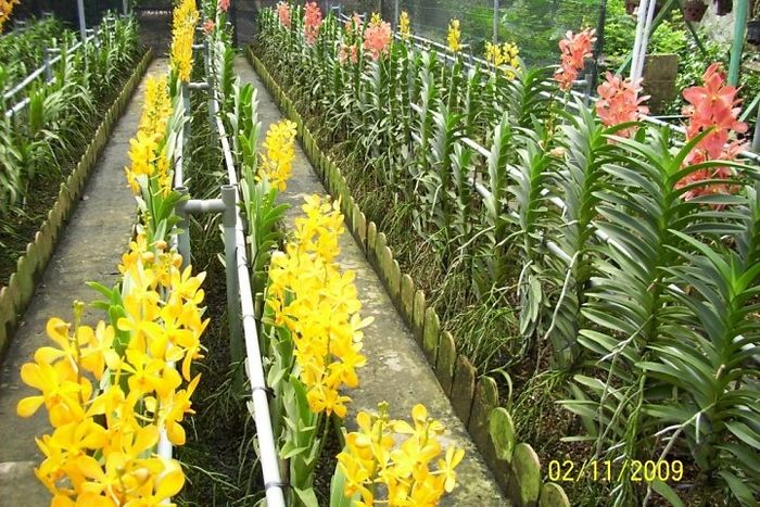 Hình ảnh tuyệt đẹp về vườn lan tại Trang trại hoa lan Toại Tâm