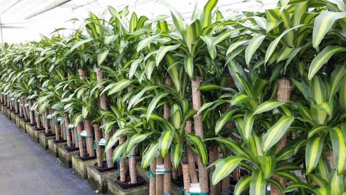 Hình ảnh tiêu biểu về các công trình của Công Ty TNHH Cây Xanh Đô Thị