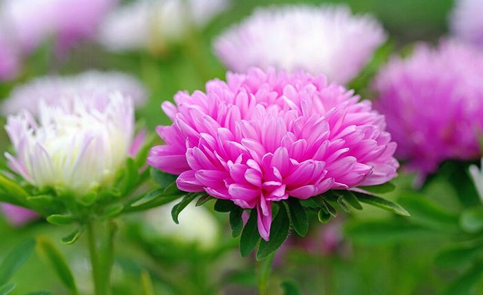 Hình ảnh minh họa tuyển tập thơ tháng 10