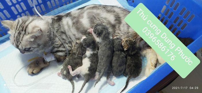 Hình ảnh Phòng khám thú y Dung Phước - Không gian chăm sóc hiện đại