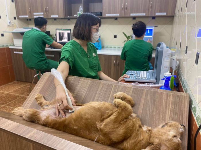 Không gian nội thất Bệnh viện Pethealth - Thiết kế thân thiện với thú cưng