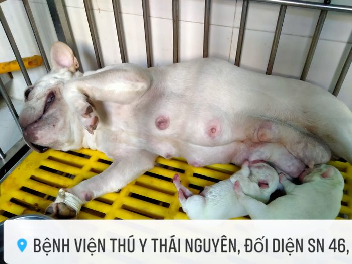Cơ sở vật chất Bệnh viện Thú Y Thái Nguyên - Đạt chuẩn quốc tế
