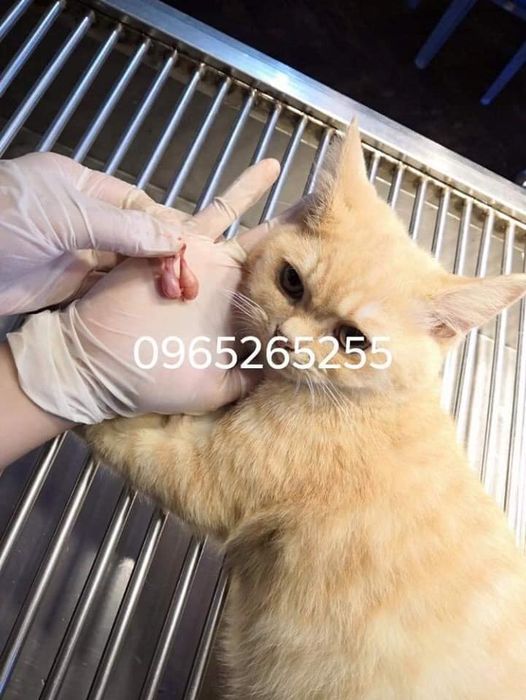 Hình ảnh Bệnh Viện Thú Y SVET Thái Nguyên - Không gian chuyên nghiệp, hiện đại