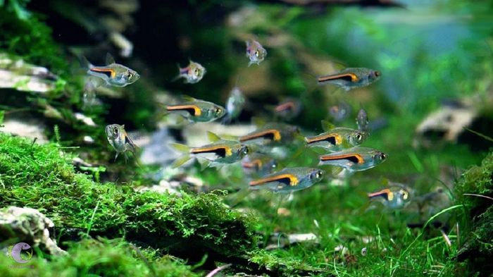 Cá neon - vũ điệu ánh sáng dưới nước (Ảnh minh họa)