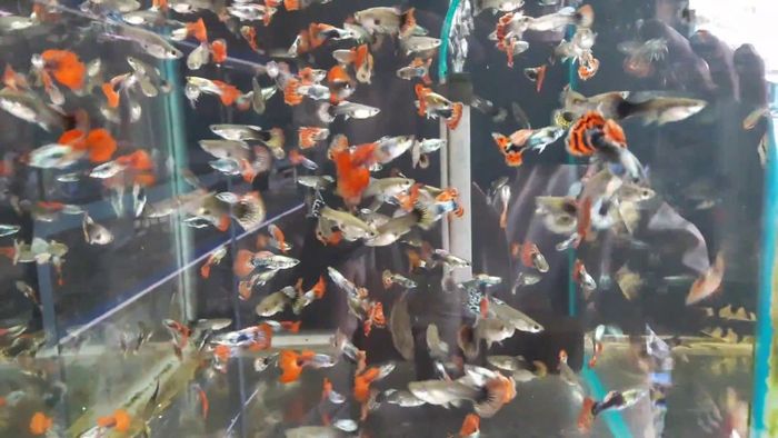 Cá bảy màu - bản giao hưởng sắc màu trong bể thủy sinh (Ảnh minh họa)