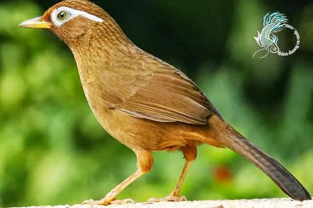 Ảnh minh họa (Nguồn internet) ảnh 1
