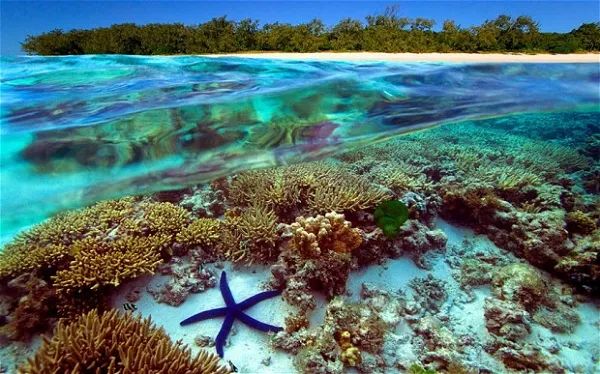 Rạn san hô Great Barrier - Kỳ quan thiên nhiên dưới lòng đại dương
