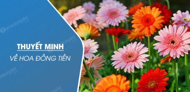 Hình ảnh minh họa 1: Vẻ đẹp rực rỡ của hoa đồng tiền