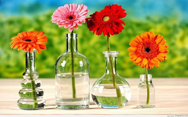 Hình ảnh minh họa số 1: Vẻ đẹp rực rỡ của hoa đồng tiền