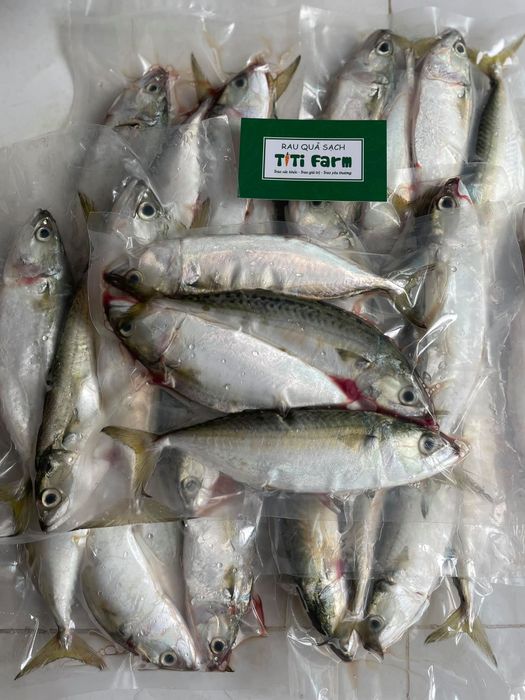 Ảnh 2: TiTi Farm - Không gian xanh mát với những luống rau thủy canh tươi tốt