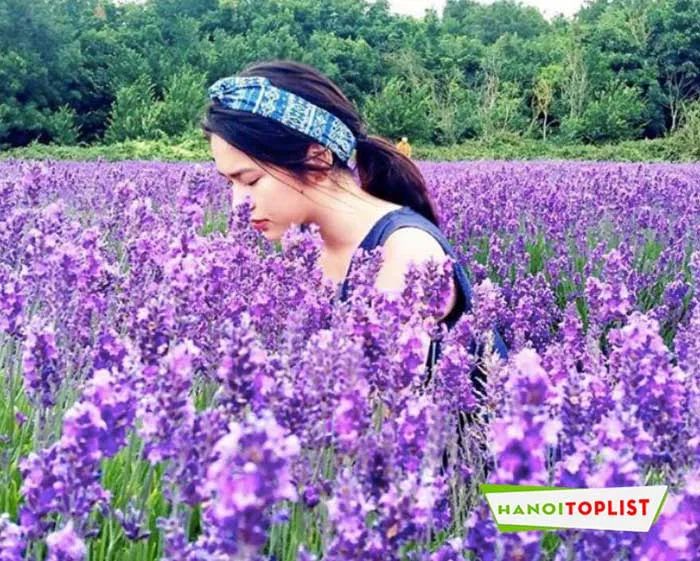 Khi đến thung lũng hoa Hồ Tây vào mùa xuân, bạn sẽ được tận mắt chứng kiến những thay đổi trong thiết kế của khu vườn, giúp nơi này càng thêm đặc biệt và hấp dẫn. Đây cũng là thời điểm thu hút đông đảo du khách ghé thăm.