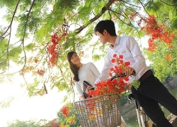 Hình ảnh minh họa số 2: Tán phượng xanh mát giữa sân trường (Nguồn: Internet)