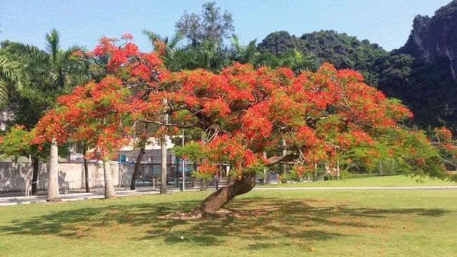 Tranh minh họa: Cây phượng già kiêu hãnh giữa sân trường (Nguồn: Sưu tầm)