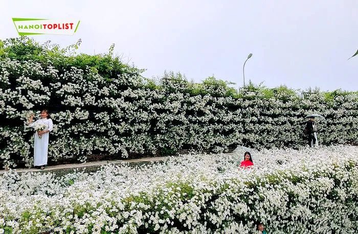Thung lũng hoa Hồ Tây – nơi sắc hoa hội tụ và tỏa sáng, mang đến những trải nghiệm tuyệt vời cho những ai yêu thích thiên nhiên.