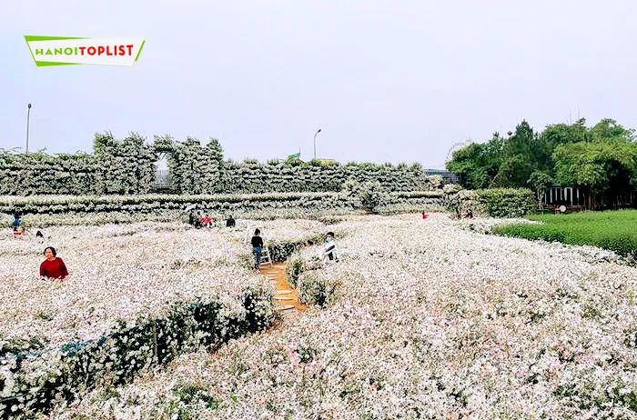 Thung lũng hoa Hồ Tây – một địa điểm tuyệt vời nằm ẩn mình giữa thiên nhiên tuyệt sắc, không thể bỏ qua khi ghé thăm Hà Nội.