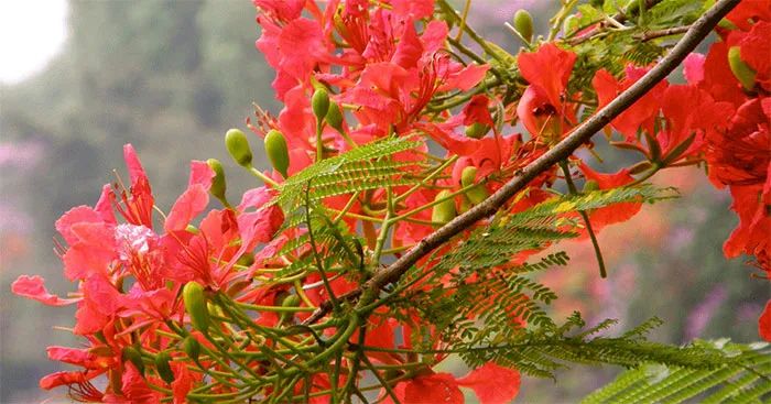Hình ảnh minh họa số 2 - Kho tàng hình ảnh phong phú từ thế giới mạng