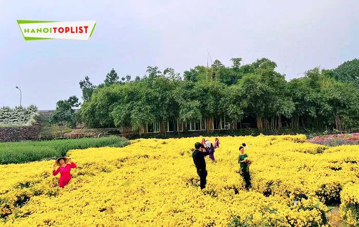 Thung lũng hoa Hồ Tây – một không gian thanh bình và đầy mê hoặc, là điểm đến lý tưởng cho những ai yêu thích sự tĩnh lặng giữa thiên nhiên.