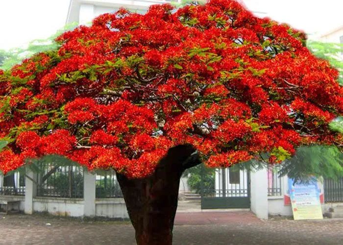 Bộ sưu tập hình ảnh minh họa số 1 (Nguồn tham khảo: Tư liệu Internet)