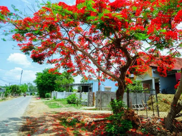 Hình ảnh minh họa số 1: Cây phượng nở hoa đỏ rực (Nguồn: internet)
