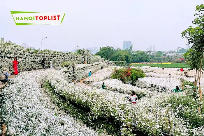 Thung lũng hoa Hồ Tây – điểm đến tuyệt vời không thể bỏ lỡ giữa lòng Hà Nội, nơi sắc hoa ngập tràn tạo nên không gian đầy mê hoặc.