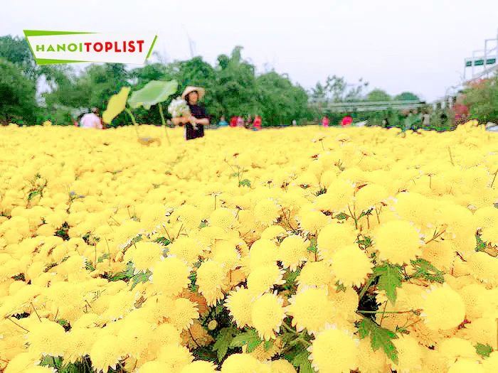 Thung lũng hoa Hồ Tây vẫn là điểm đến không thể bỏ qua, nơi mọi góc cảnh đều tỏa sáng với vẻ đẹp tự nhiên và bình yên.