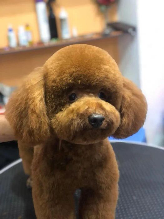 Bệnh Viện Thú Y Petshop Bằng Phạm hình ảnh 1