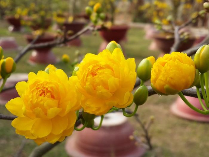 Tranh minh họa: Sắc xuân rực rỡ trên cành mai vàng