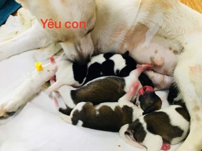 Hình ảnh 1 Phòng khám thú y Đức Giang - Cơ sở vật chất hiện đại