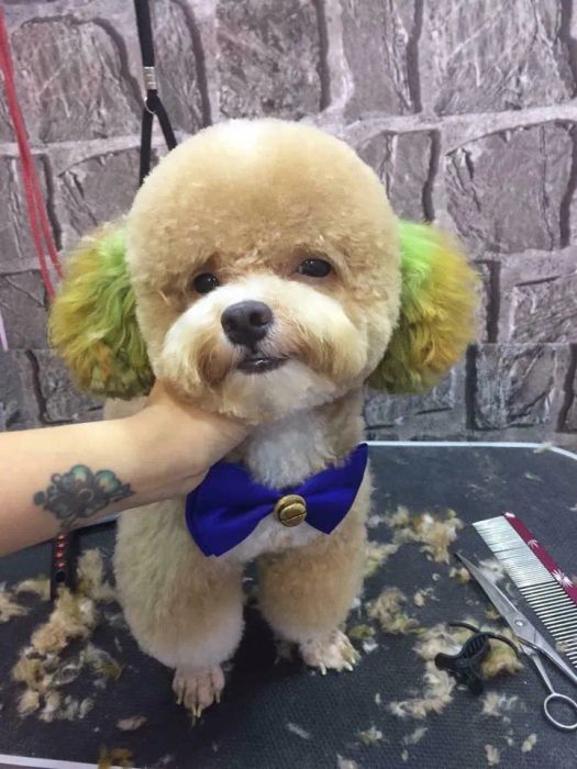 TiBi Dog Shop hình ảnh 3