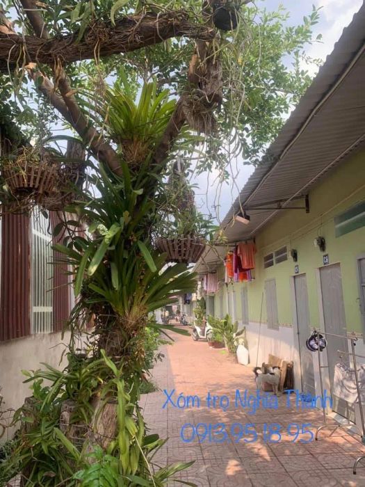 Không gian xanh mát tại Xóm Trọ Nghĩa Thành - Ảnh 1