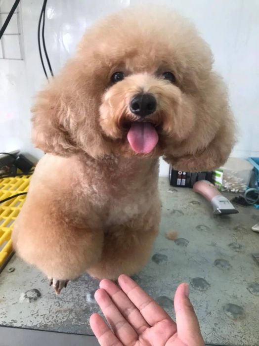 Sammy Pet Grooming hình ảnh 3