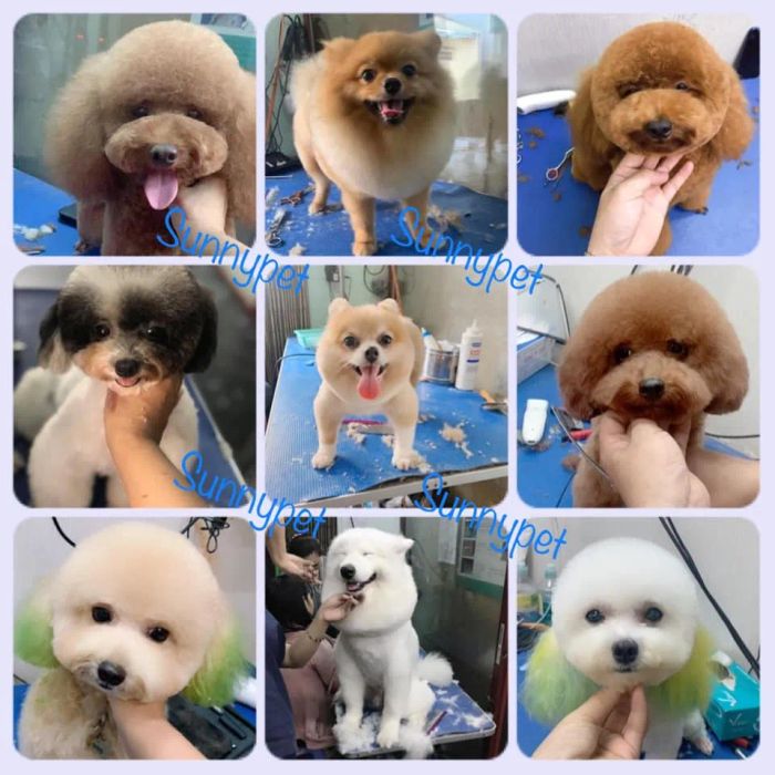 24/7 Sunny Pet hình ảnh 2