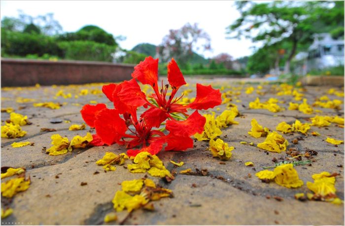 Hình ảnh minh họa: Sân trường mùa phượng nở