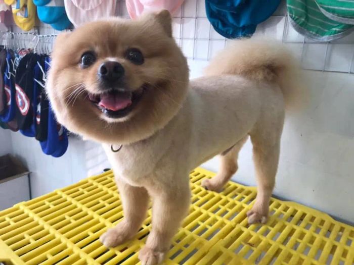 Sammy Pet Grooming hình ảnh 1