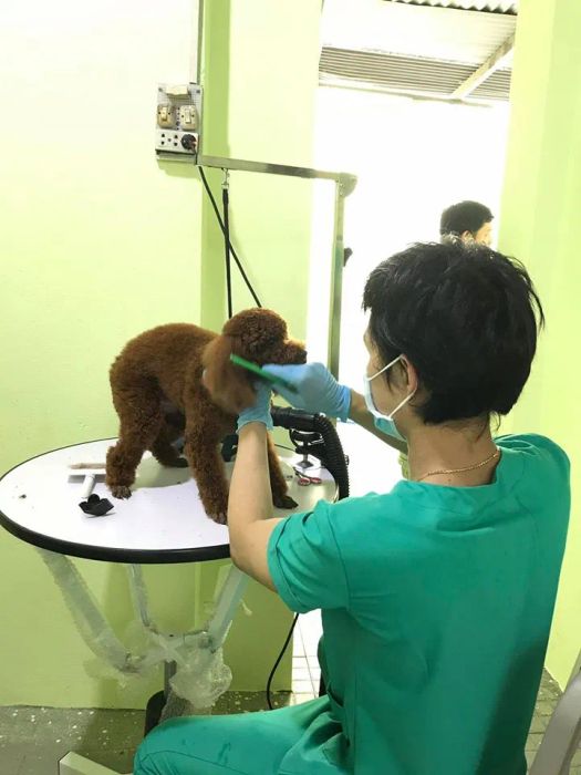 Phòng khám thú y Võ Tuấn hình ảnh 2
