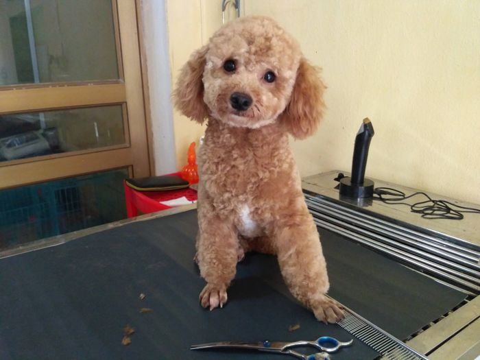 Phòng khám thú y PET HOME Ninh Bình hình ảnh 1